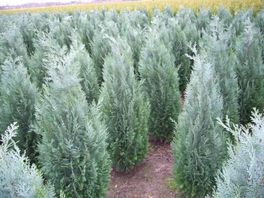 Bild: Wie erkennt man als Kunde einen guten Pflanzenversand im Internet? Die wichtigsten Kriterien im Überblick