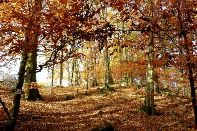 Bild: Zweiter Tolkien-Stammtisch im Vogelsberg: Fantastischer Sonntagsausflug in das … Schächerbachtal