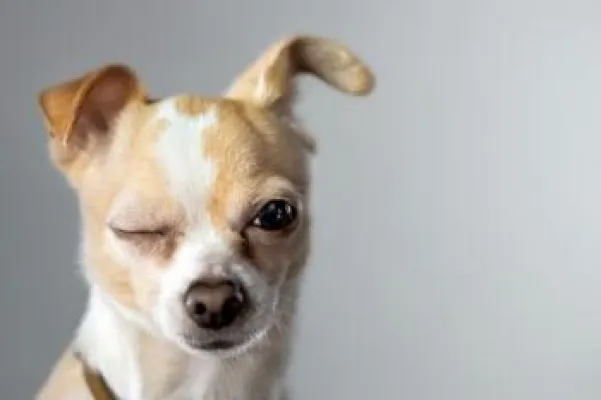 Bild: Neues Lerngefühl mit dem E-Mail-Kurs "50 Wege zu einem glücklichen Hund"