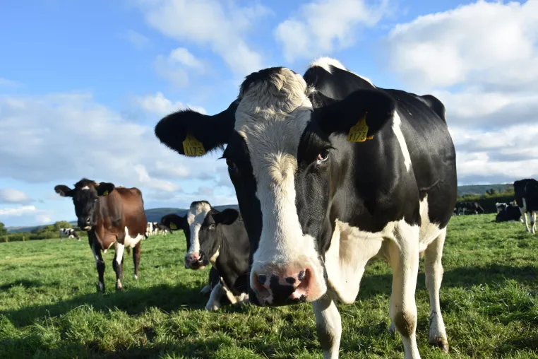 Bild: Weniger CO2, mehr Wirtschaftlichkeit: Klimaschutzpotenziale in der Milchviehhaltung 
