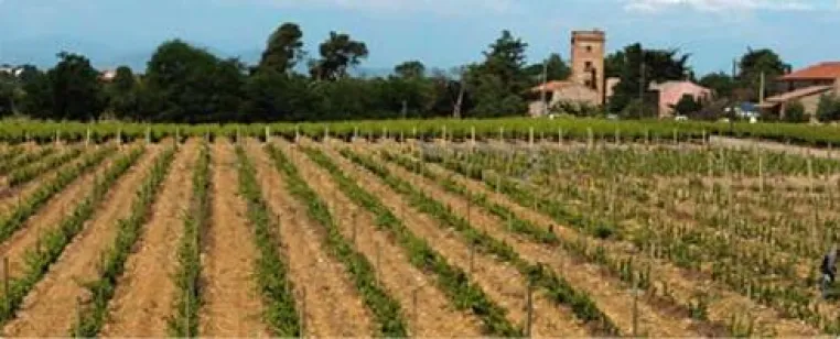 BELVINI.DE Weinversand ergänzt Angebot mit brillanten Rosé-Weinen der Domaine Lafage Bild: BELVINI.DE Weinversand ergänzt Angebot mit brillanten Rosé-Weinen der Domaine Lafage