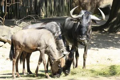 Bild: Neu im Erlebnis-Zoo Hannover: Kreuzworträtsel-Antilopen