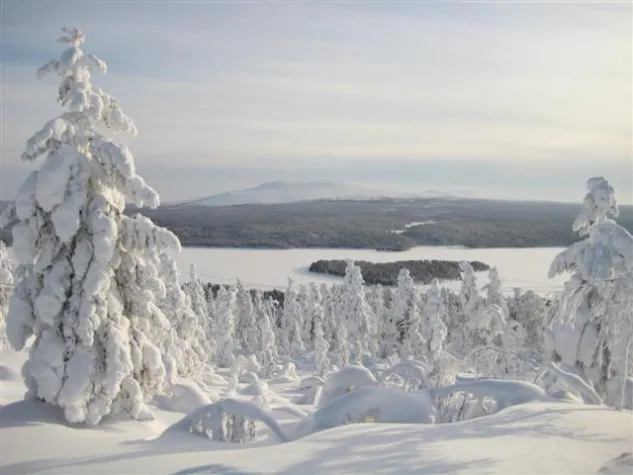 Bild: Mystisch und bezaubernd: Natur pur im Arktische Winter Lapplands