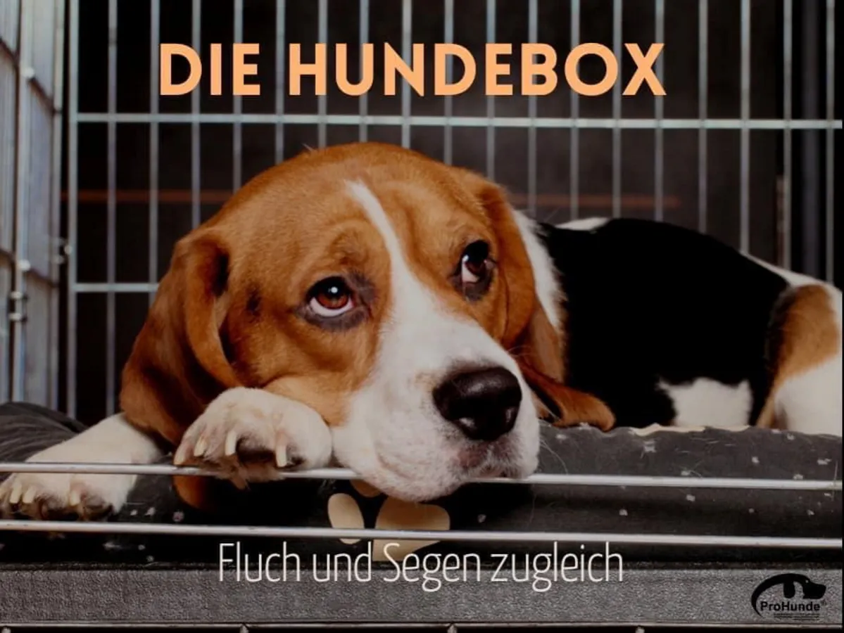 Hundebox - Fluch oder Segen (© canva.com)
