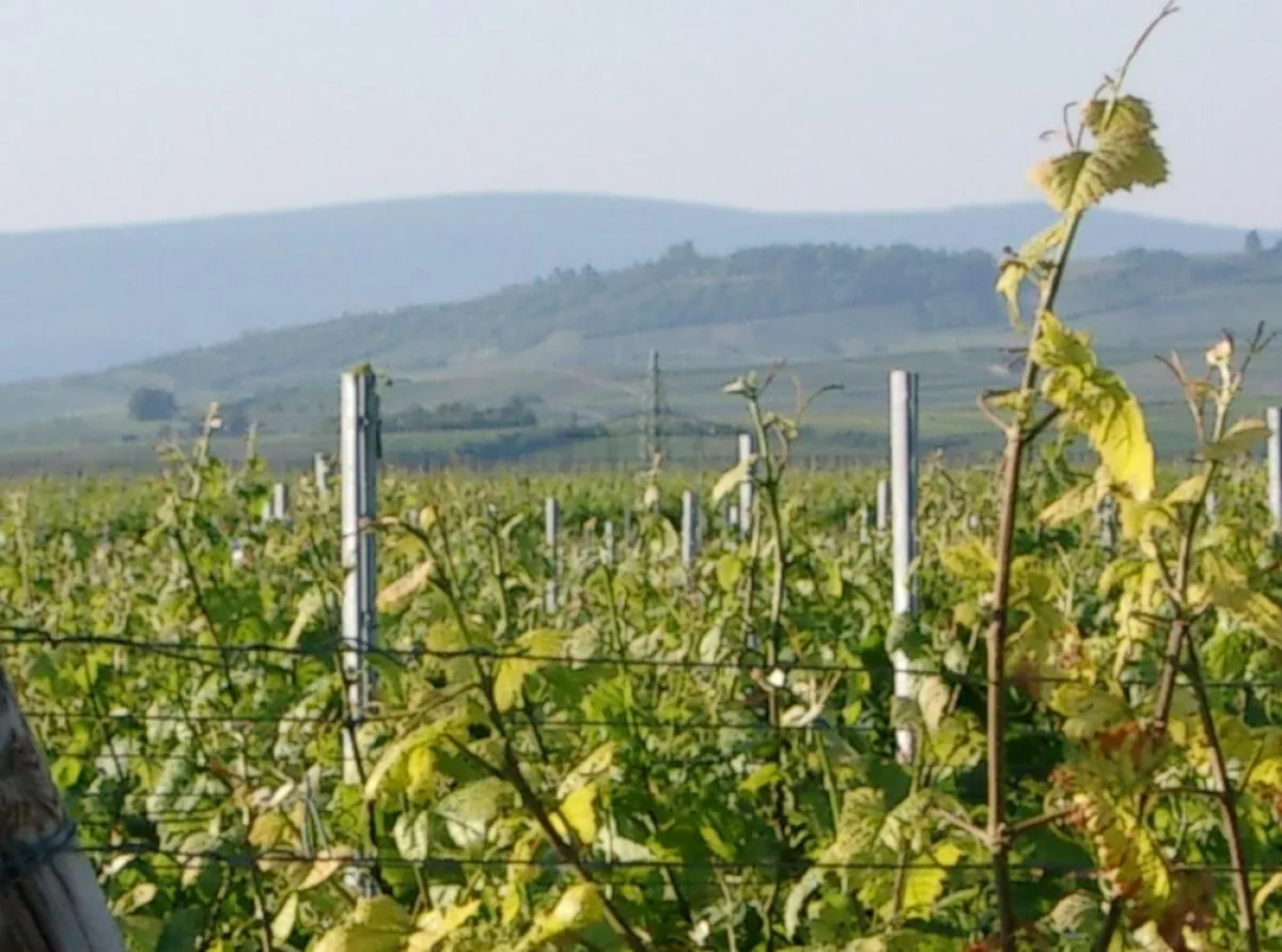 Winzer lernen Englisch mit Spaß