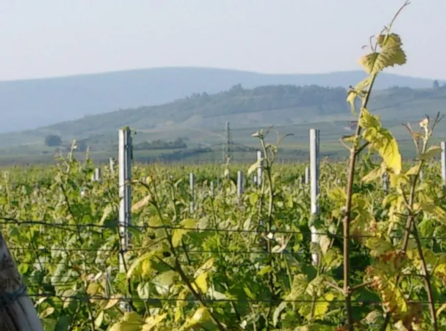 Winzer machen sich fit für den internationalen Markt Bild: Winzer machen sich fit für den internationalen Markt