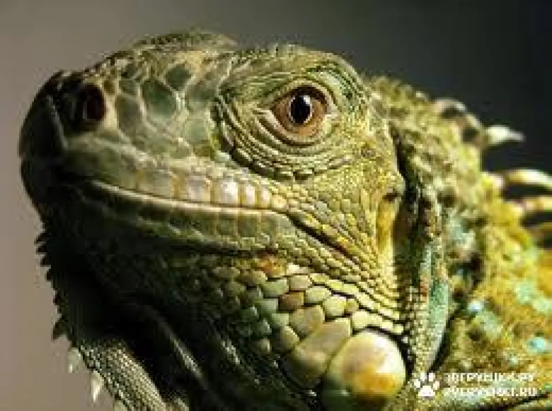 Reptilien kaufen