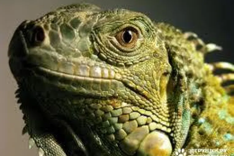 Grundlagen der Reptilienhaltung Bild: Grundlagen der Reptilienhaltung