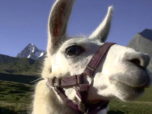 Lamas: Treue Weggefährten für eine Tour durch die Berge / Europa-Sportregion: Pro.Aktiv-Service mit unvergesslich tierischem Charme Bild: Lamas: Treue Weggefährten für eine Tour durch die Berge / Europa-Sportregion: Pro.Aktiv-Service mit unvergesslich tierischem Charme