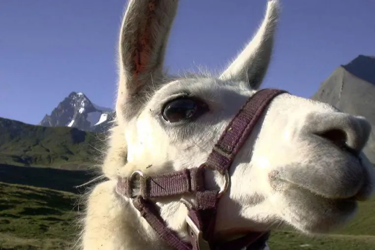 Lamas: Treue Weggefährten für eine Tour durch die Berge / Europa-Sportregion: Pro.Aktiv-Service mit unvergesslich tierischem Charme Bild: Lamas: Treue Weggefährten für eine Tour durch die Berge / Europa-Sportregion: Pro.Aktiv-Service mit unvergesslich tierischem Charme