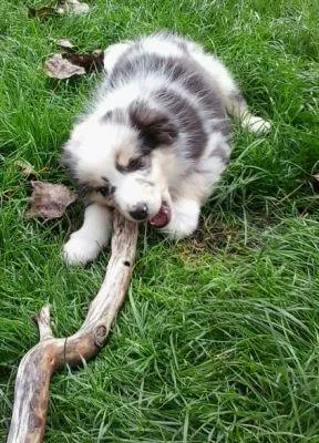 Bild: Die Urlaubszeit startet – Denken Sie frühzeitig an Betreuungsmöglichkeiten für Ihre Haustiere.