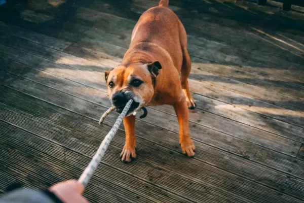 Bild: Warum pöbelt mein Hund andere Hunde an? Die wahren Ursachen verstehen