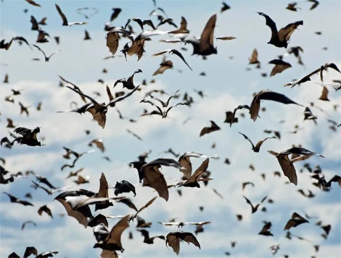 Bild: Afrikas Fledermaus-Schau