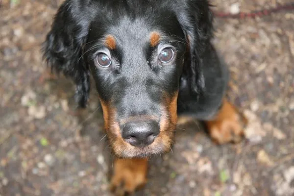 Bild: Hundekindergarten in Berlin