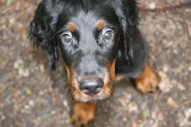 Hundekindergarten in Berlin Bild: Hundekindergarten in Berlin