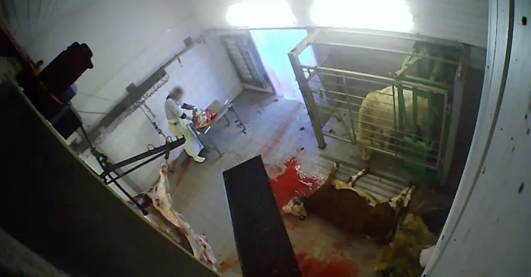 Bild: Prozess & Demo vor Amtsgericht Köln - Nach ANINOVA-Enthüllungen: Verfahren gegen Schlachthof Hürth-Mitarbeiter