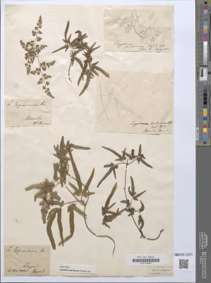 Bild: Seltener Fund im Herbarium des Botanischen Gartens Berlin: einzigartiger Farnbeleg von Chamisso entdeckt 