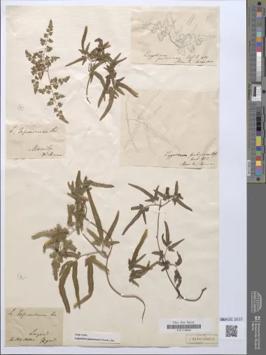 Seltener Fund im Herbarium des Botanischen Gartens Berlin: einzigartiger Farnbeleg von Chamisso entdeckt Bild: Seltener Fund im Herbarium des Botanischen Gartens Berlin: einzigartiger Farnbeleg von Chamisso entdeckt