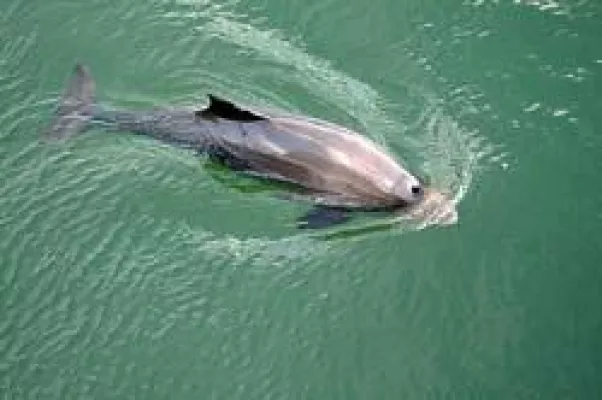 Achtung: Wale in der Weser - Schweinswalsichtungen bitte melden Bild: Achtung: Wale in der Weser - Schweinswalsichtungen bitte melden