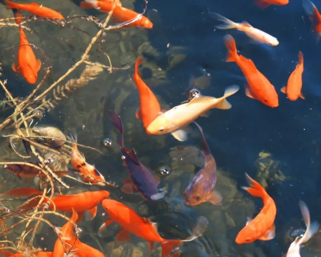 Bild: Haben die Fische heute schon die Sonne gesehen?