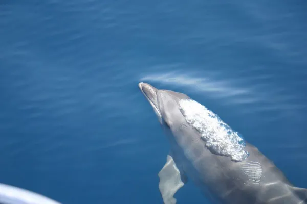 Bild: Ausgeprägtes territoriales Verhalten zwischen Tümmlern und Streifendelfinen