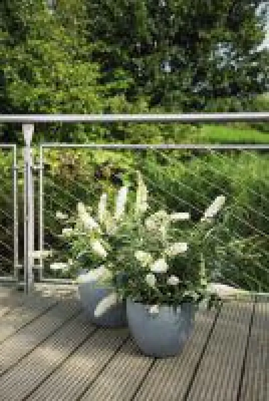 Summerlounge(R) in Weiß, zieht Schmetterlinge magisch an