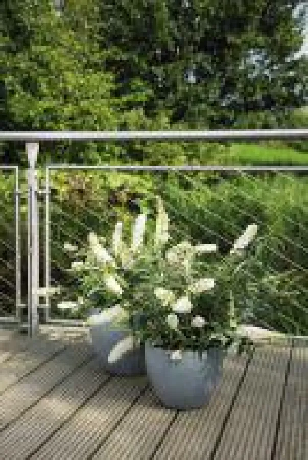 Summerlounge(R) in Weiß, zieht Schmetterlinge magisch an