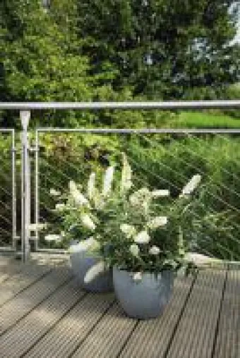 Neuheit: Buddleja Summerlounge® jetzt auch in Weiß Bild: Neuheit: Buddleja Summerlounge® jetzt auch in Weiß