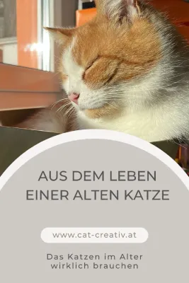 Bild: Leben mit alten Katzen – neuer Blog begleitet Katzenhalter durch eine besondere Lebensphase