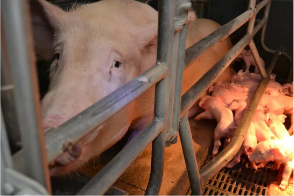 Bild: Illegale Ferkeltötung in deutschen Schweinezuchten: Nur der Gipfel des alltäglichen Tierleids