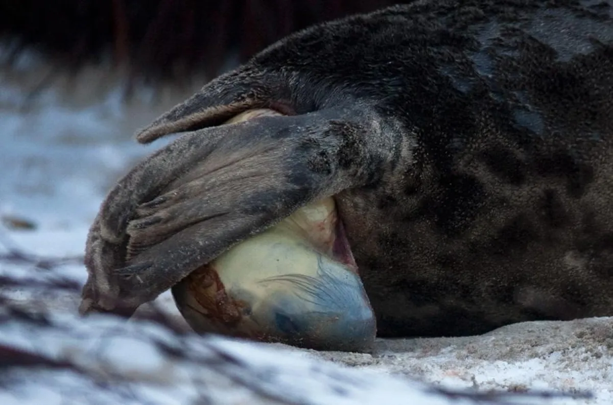 Robbengeburt, Foto Andreas Lampe