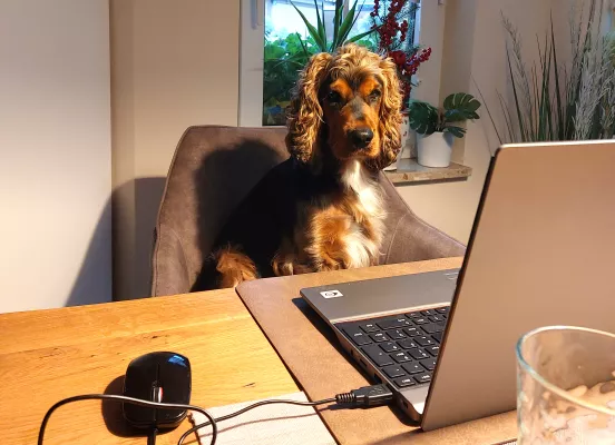 Bild: Auf den Hund gekommen: HWR Berlin plant Weiterbildung mit Vierbeinern - Sperrfrist 1. April 2025