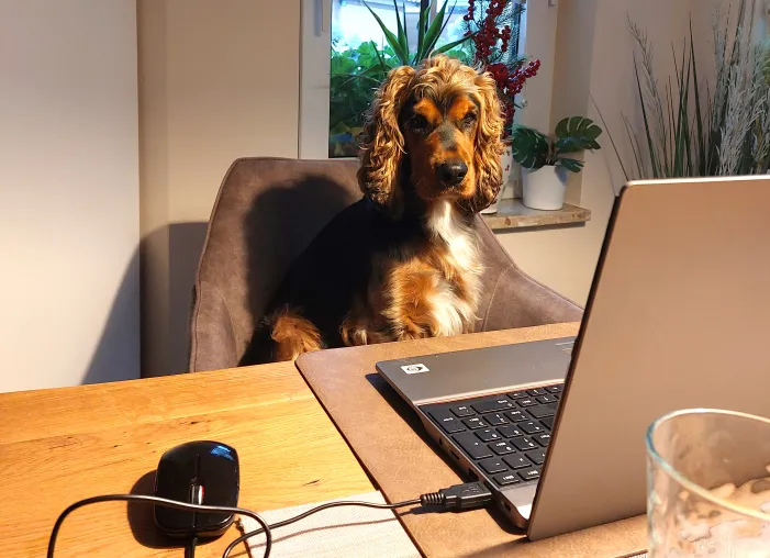 Bild: Auf den Hund gekommen: HWR Berlin plant Weiterbildung mit Vierbeinern - Sperrfrist 1. April 2025