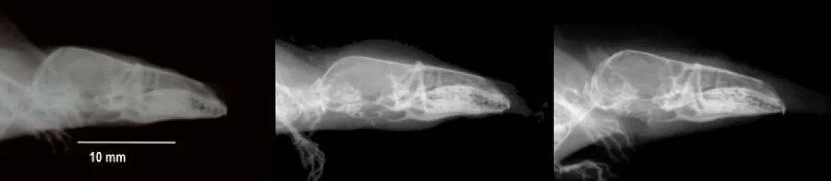 Röntgenbild der Schädelkalotte einer Waldspitzmaus, ausgewachsenes Jungtier in seinem ersten Jahr (links), dasselbe Tier im Winter (Mitte) und als geschlechtsreifes Tier im zweiten Sommer (rechts). (J