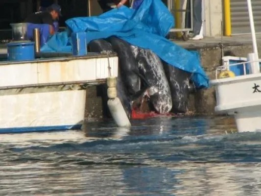 Spendengelder nach Fukushima-Katastrophe für Wal- und Delfin-Schlachthäuser missbraucht? Bild: Spendengelder nach Fukushima-Katastrophe für Wal- und Delfin-Schlachthäuser missbraucht?