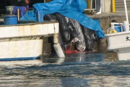 Spendengelder nach Fukushima-Katastrophe für Wal- und Delfin-Schlachthäuser missbraucht? Bild: Spendengelder nach Fukushima-Katastrophe für Wal- und Delfin-Schlachthäuser missbraucht?
