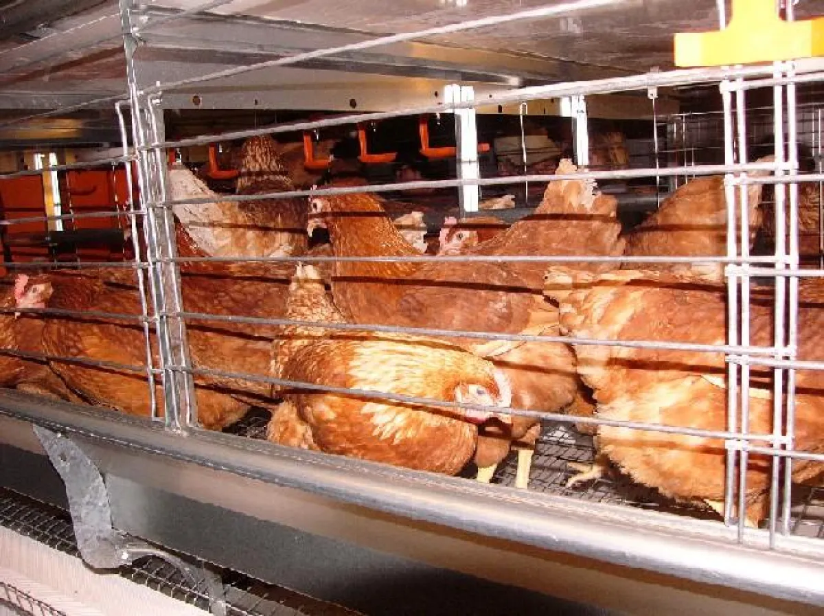 Kleingruppenhaltung in Käfigen. Foto: Ingrid Wendt, AGfaN