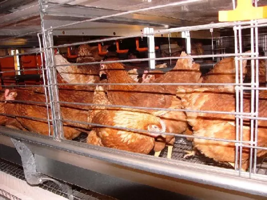 Bild: Rheinland-Pfalz: Keine Beihilfen für Legehennenhalter bei Umstellung des Haltungssystems