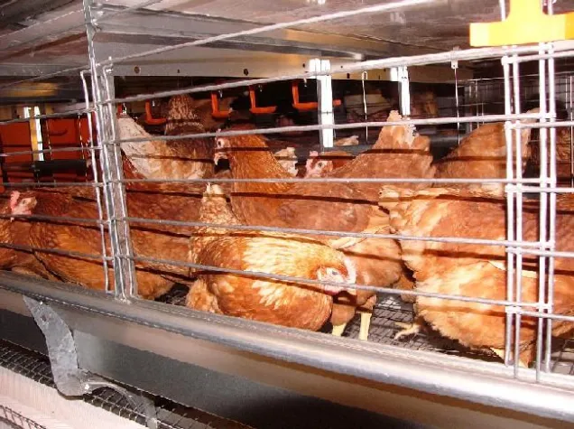 Rheinland-Pfalz: Keine Beihilfen für Legehennenhalter bei Umstellung des Haltungssystems Bild: Rheinland-Pfalz: Keine Beihilfen für Legehennenhalter bei Umstellung des Haltungssystems