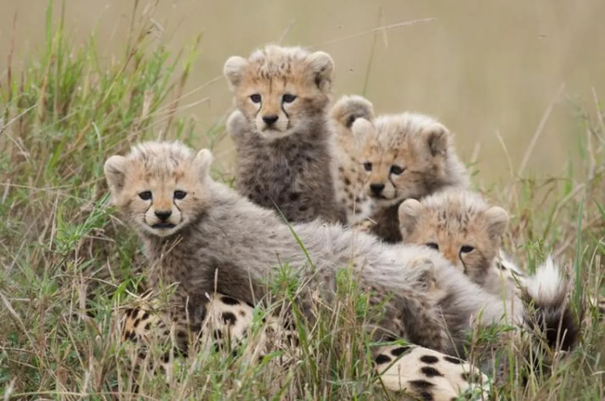 Ständig lauert die Gefahr - auch für das junge Gepardenrudel
