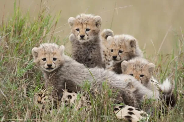 Bild: Im Reich der Raubkatzen ist Kinderfilm des Monats September 2012