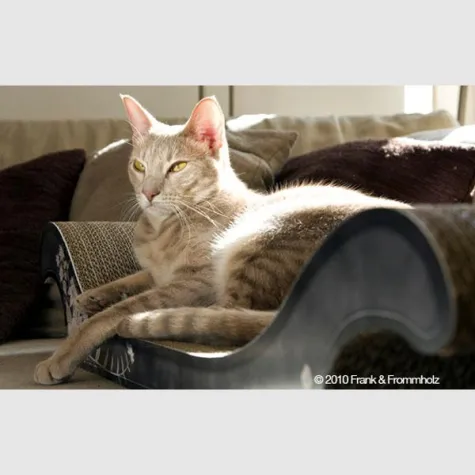 Designermöbel für Katzen Bild: Designermöbel für Katzen