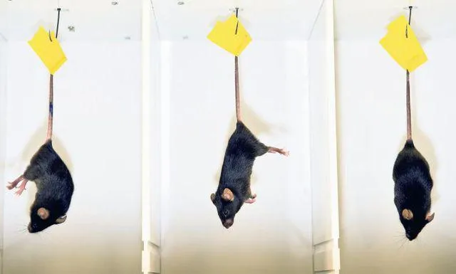 Freiburg weitet Tierversuchsforschung aus Bild: Freiburg weitet Tierversuchsforschung aus