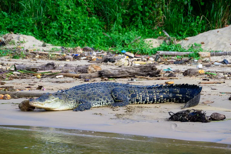 Bild: Leistenkrokodile schwammen tausende Kilometer über den Indischen Ozean