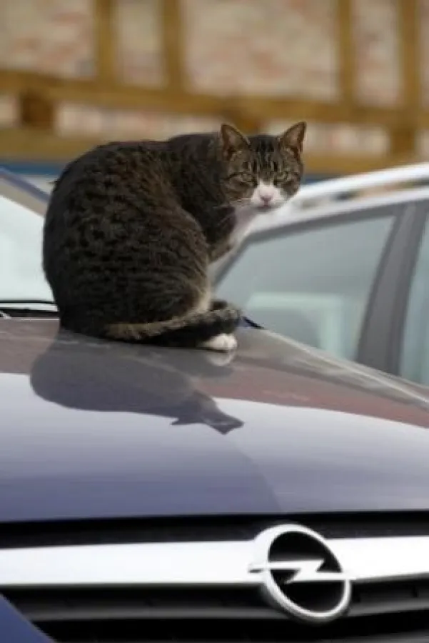 Foto: HUK-Coburg - Wer eine Katze auf frischer Tat erwischt, sollte dies zumindest mit einem Foto dokumentieren. Bei Schadensersatzansprüchen übernimmt die Privathaftpflichtversicherung des Katzenhalt