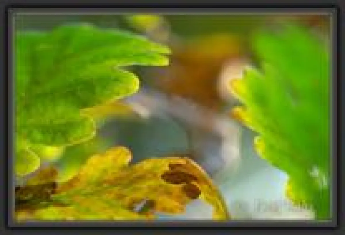 BURG FÜRSTENECK - den Lebensraum Wald mit allen Sinnen erfahren