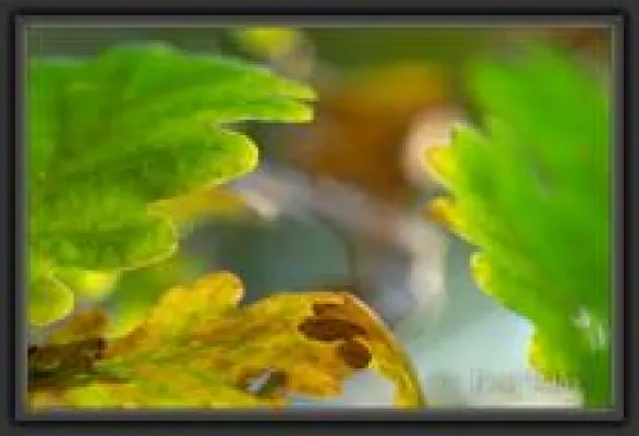 Grünes Gold - den Wald mit allen Sinnen erleben Bild: Grünes Gold - den Wald mit allen Sinnen erleben