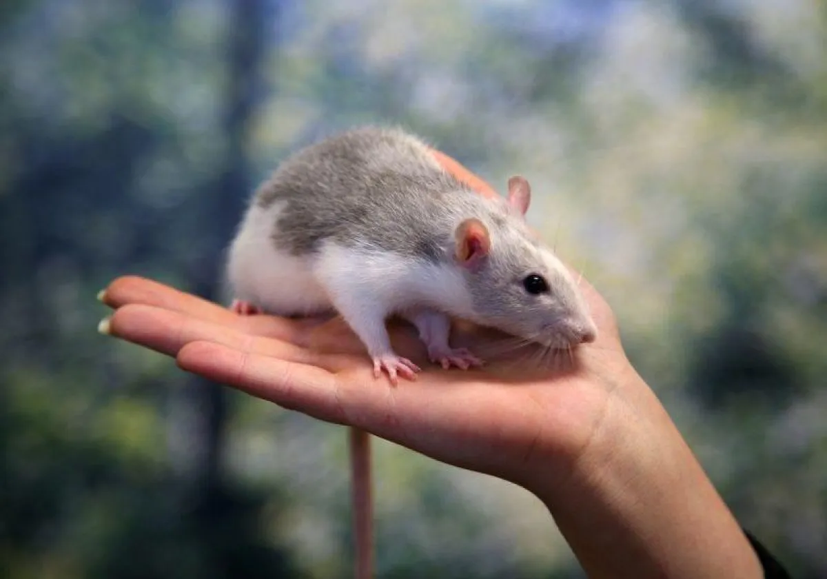 Zahme Ratten sind nicht nur sehr gesellige, sondern auch sehr intelligente Tiere. Sie legen großen Wert auf Abwechslung, Beschäftigung und Freilauf. Foto: Fressnapf/Harald Brendel