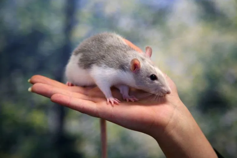 Bild: Ratatouille löst steigende Nachfrage nach Ratten aus