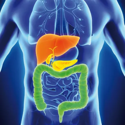 Bild: Anti Glykoprotein 2 – IgA - erster serologischer Cholangitis Marker